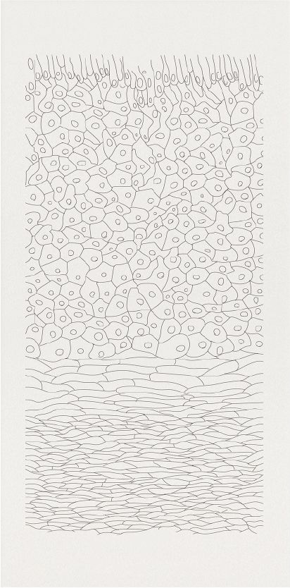  - Epidermis III
