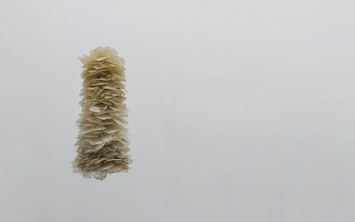  - Extracción I
