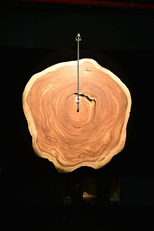  - Arqueologia del Cielo, Samanea Saman 1