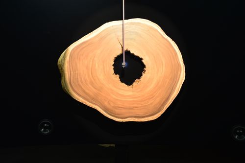  - Arqueologia del Cielo, Samanea Saman 4