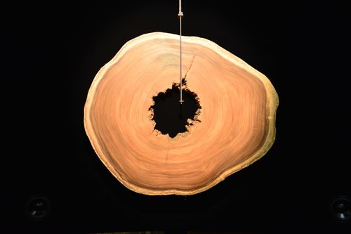  - Arqueologia del Cielo, Samanea Saman 5